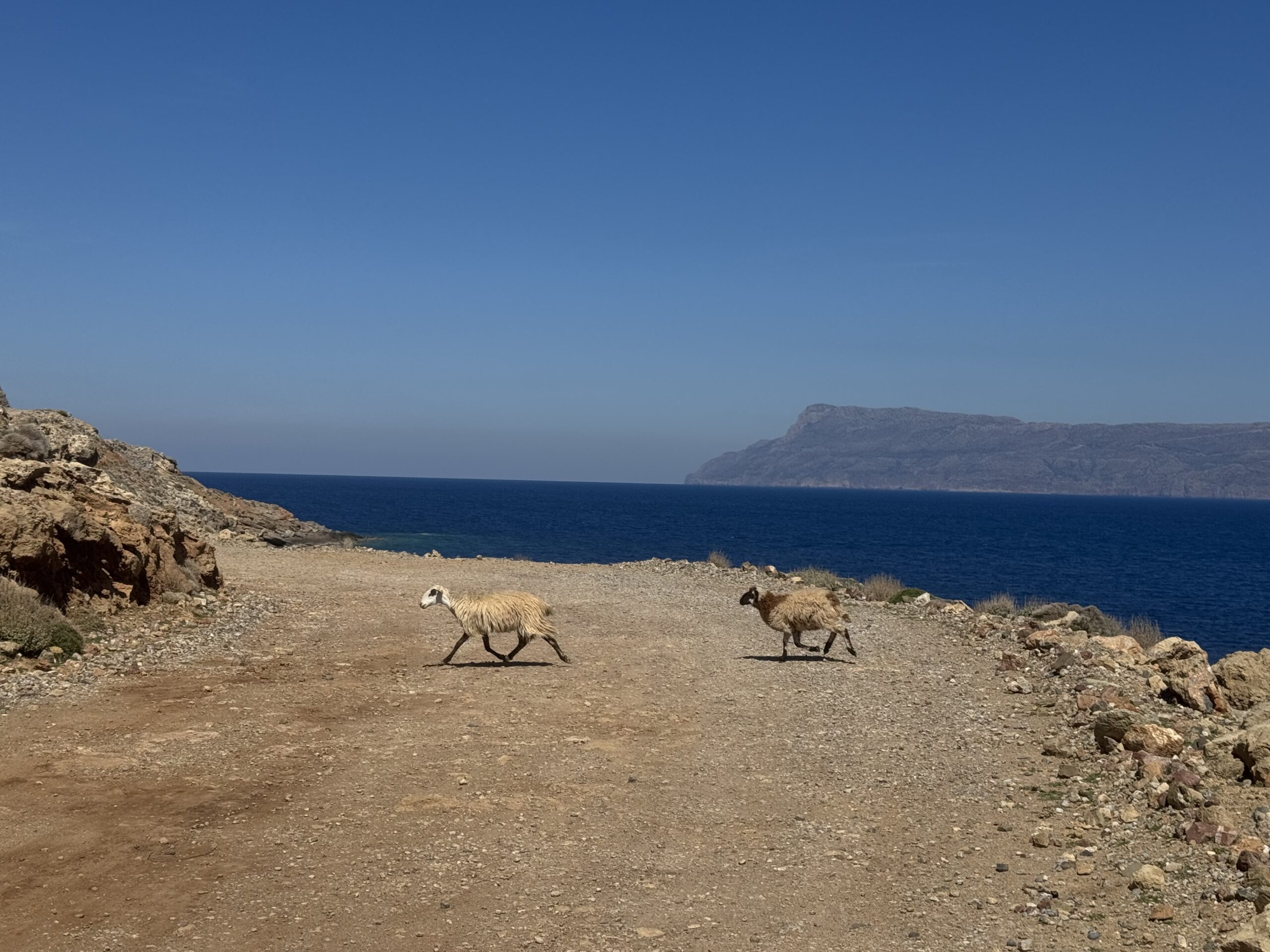 Cretan goats crossing the dirt road to Balos Beach in Crete